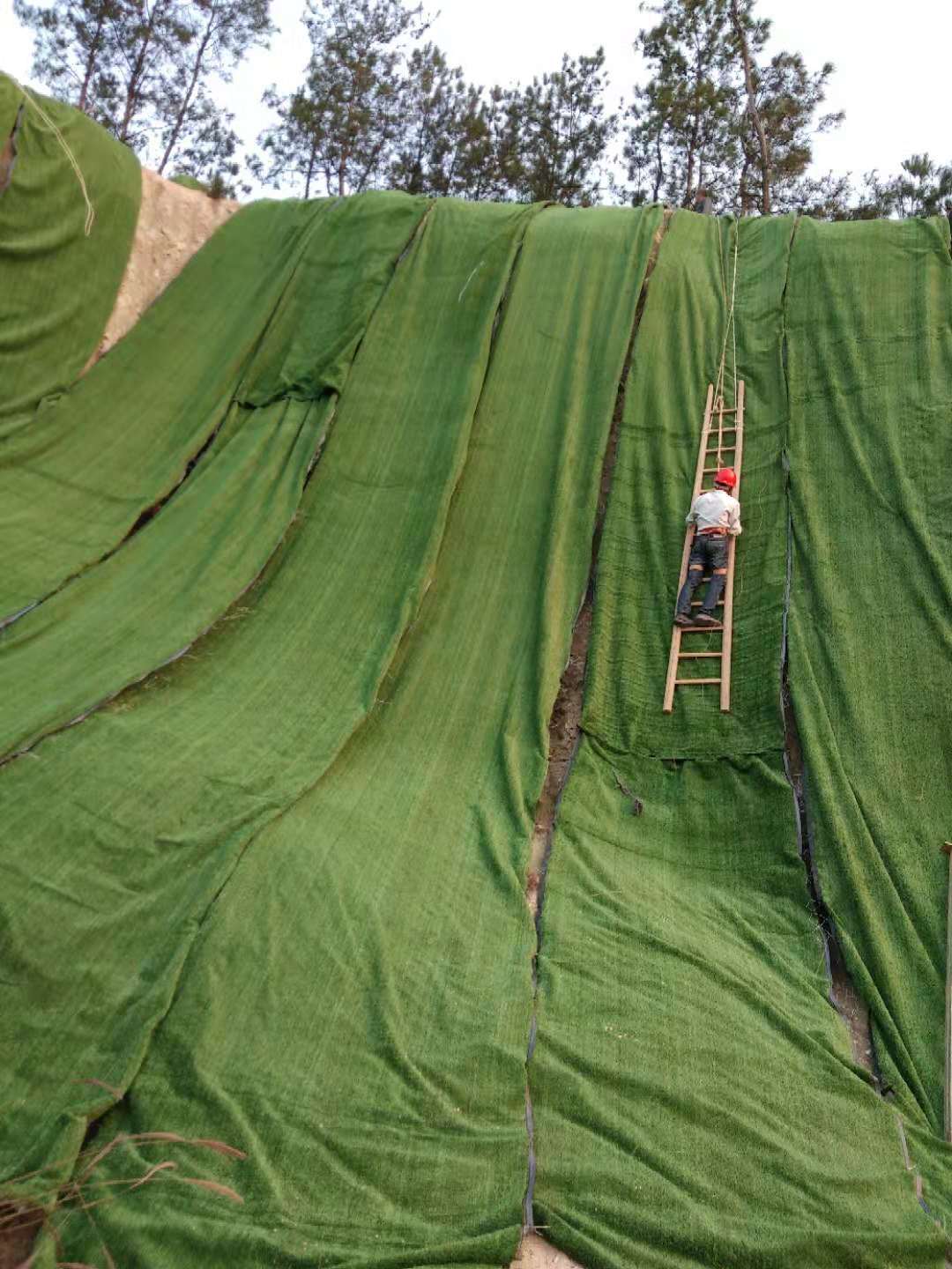 长沙草坪网